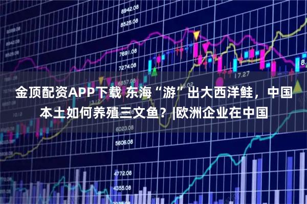 金顶配资APP下载 东海“游”出大西洋鲑，中国本土如何养殖三文鱼？|欧洲企业在中国